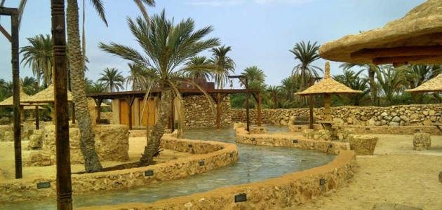 الأنشطة والمشاريع